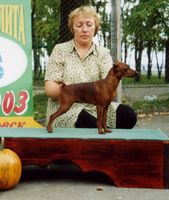 Lazurnaya Victoria | Miniature Pinscher 