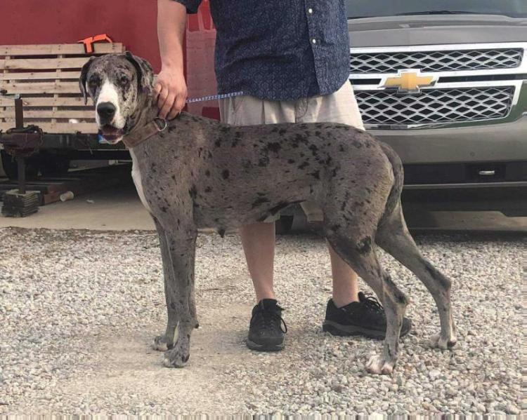 SRGDs Sophisticated Angel | Great Dane 