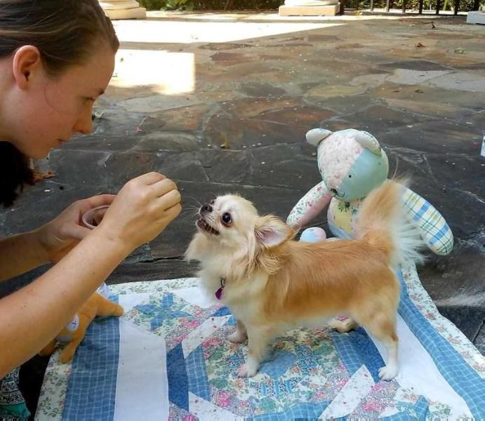 Omegas Charming Bonita | Chihuahua 