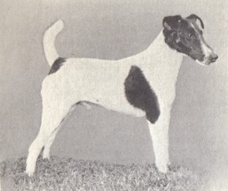 Kris Vale Liberator | Smooth Fox Terrier 