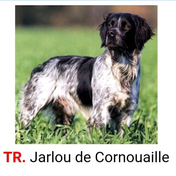 JARLOU de Cornouaille | Brittany 