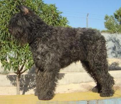 Veycka De Dasilva | Bouvier des Flandres 