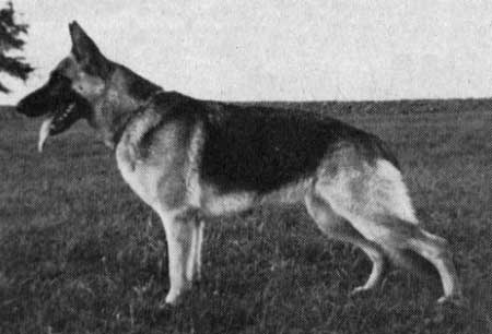 Wala von der Sturmwolke | German Shepherd Dog 