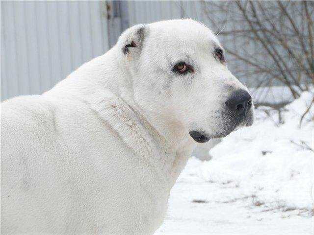 ??? ?????? ???????? | Central Asian Shepherd Dog 