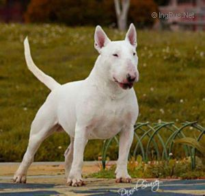 ASTROBULL MARSHALL MATTERS | Bull Terrier 