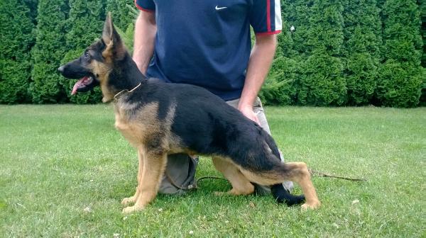Mercy von Nord Wind | German Shepherd Dog 