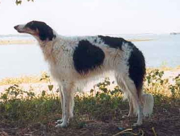 Zadira | Borzoi 