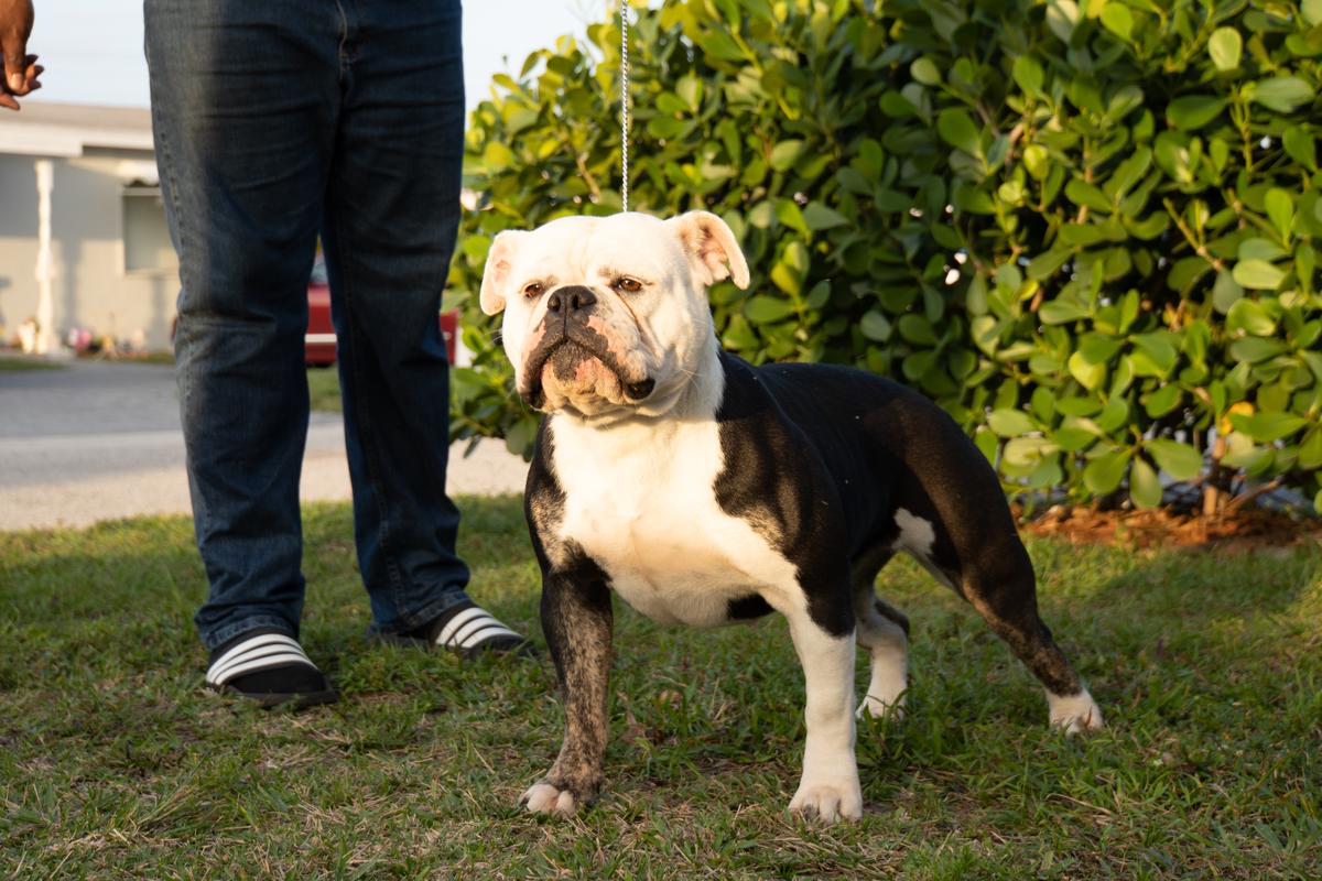 Khaos' Maggie Moo | Olde English Bulldogge 