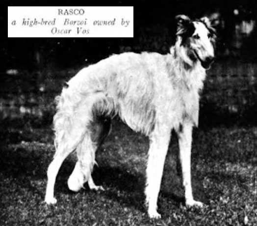 Rasco | Borzoi 