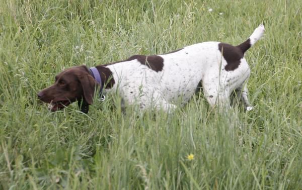 Snake Eyes Rolling Lena | German Shorthaired Pointer 