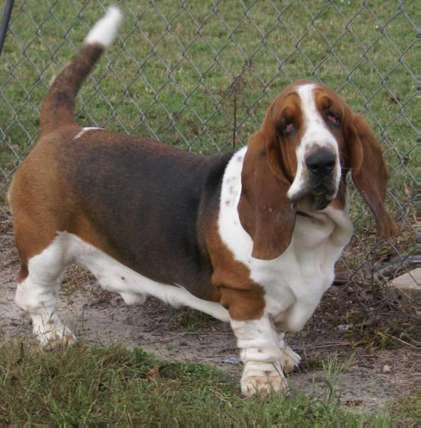 Emerald Trail's Sampson Gill | Basset Hound 