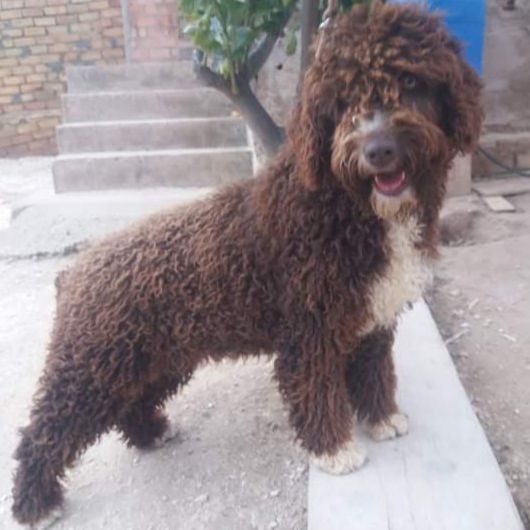 AILEN DE TENDER TEDDY | Spanish Water Dog 