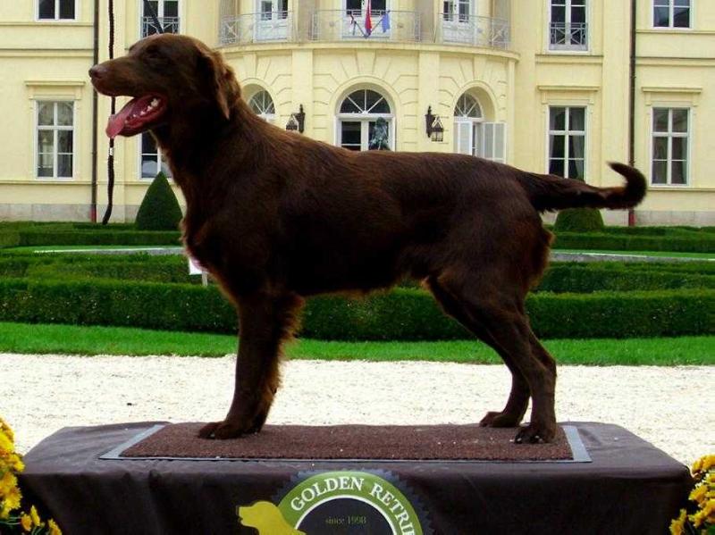 Source of the Big Star | Flat-Coated Retriever 