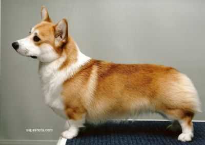 Kelbryn Man-O-The-Match | Pembroke Welsh Corgi 