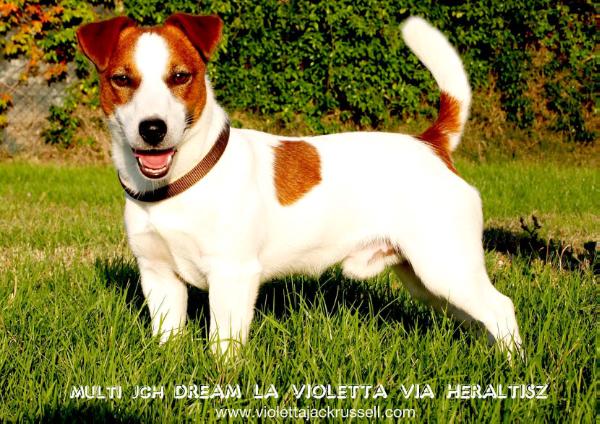 Dream La Violetta Via Heratisz | Jack Russell Terrier 