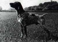 Rauhreif Vom Hege-Haus | German Shorthaired Pointer 