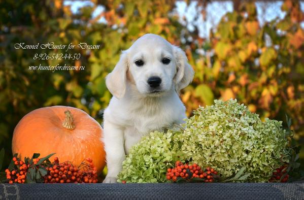 Hunter for Dream Venera | Golden Retriever 