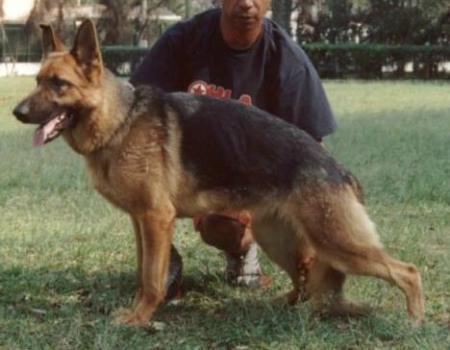 Frida de Vila Veneza | German Shepherd Dog 