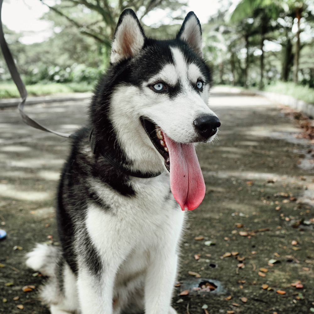 Finn | Siberian Husky 