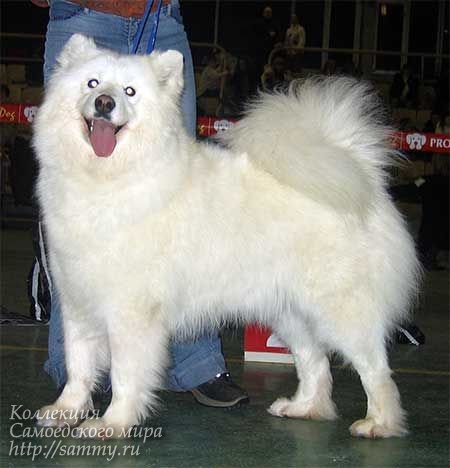 Rus Briskazi Moroshka | Samoyed 