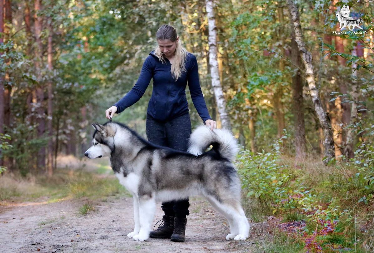 Falgreens Autumn Storm | Alaskan Malamute 