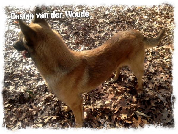 Cosmo van der Woude | Belgian Malinois 