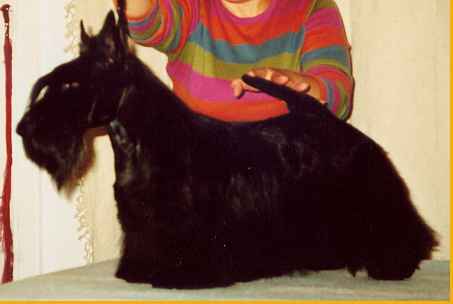 Fiki Miki Koncept | Scottish Terrier 