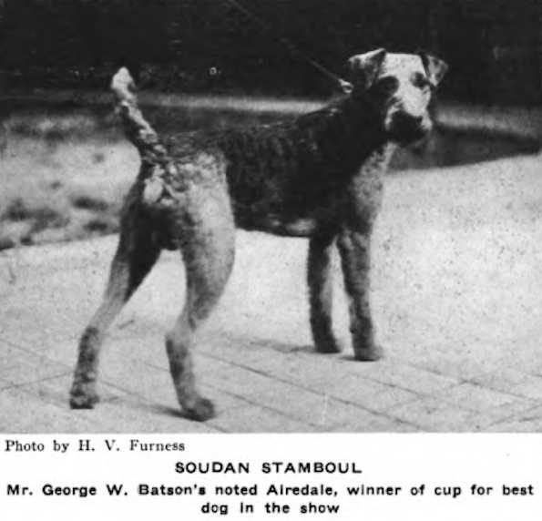 Soudan Stamboul | Airedale Terrier 