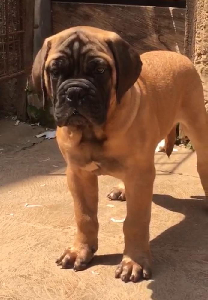 Opeyemi's Rusty | Bullmastiff 