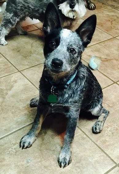 LexiXDusty(Lola) | Australian Cattle Dog 