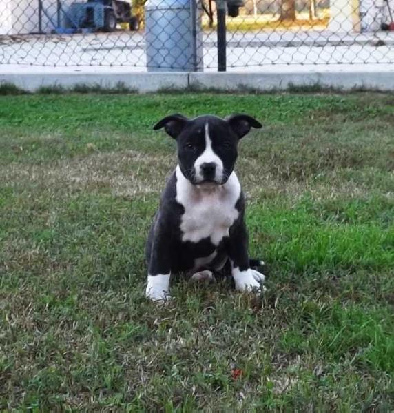 Virginia | American Staffordshire Terrier 