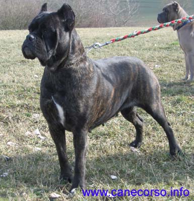 Luna Dei Silvanbull | Cane Corso 