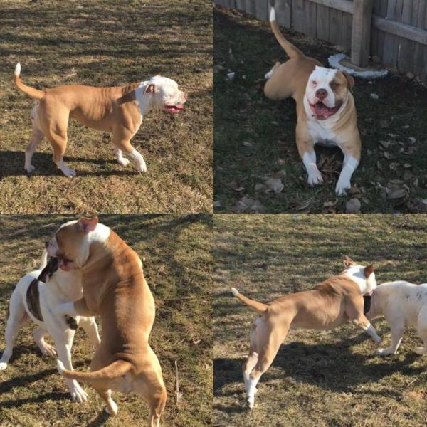 HSB Karma of Marvel | American Bulldog 