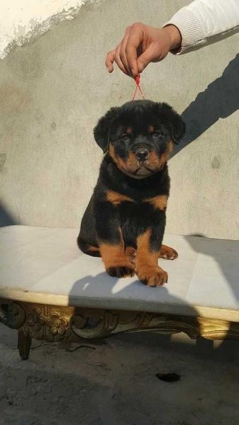 Troy vom schwarz rott | Rottweiler 