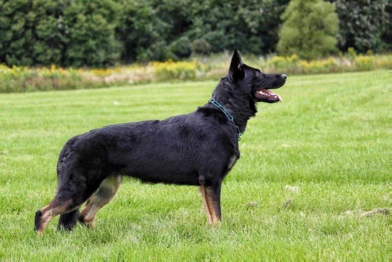 Nora von de Sleghte Bruute | German Shepherd Dog 