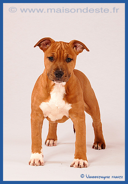 Fantasia De La Maison D'Este | American Staffordshire Terrier 