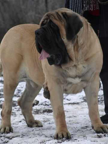 ELTON II SLNKO ZEMPLINA | Mastiff 