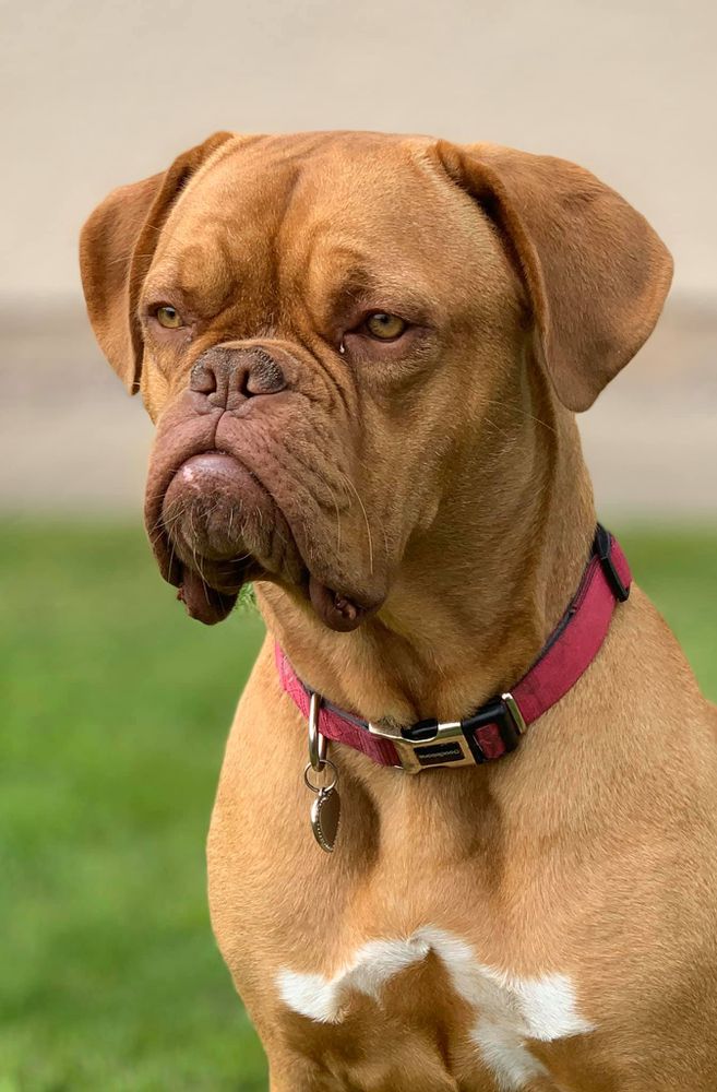 Omegasaltire Lady Grace May | Dogue de Bordeaux 