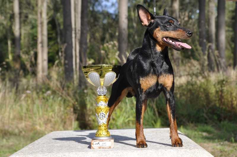 Semper Ante Limited Edition | Miniature Pinscher 