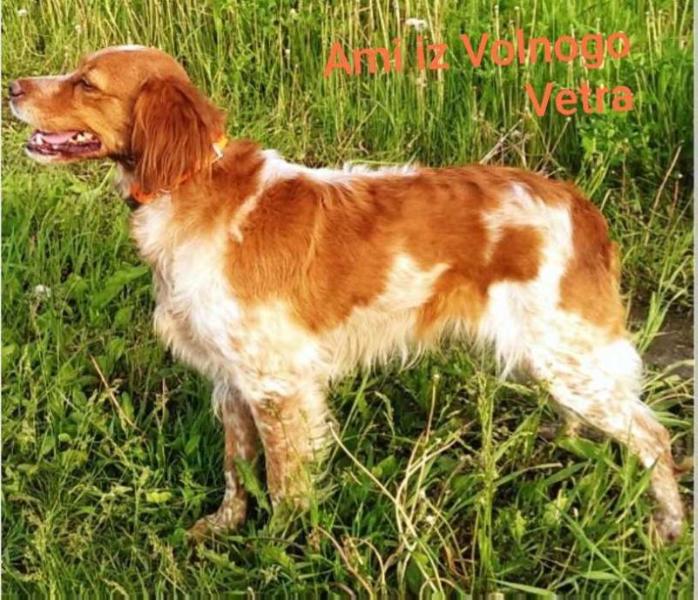 AMI iz Volnogo Vetra | Brittany 