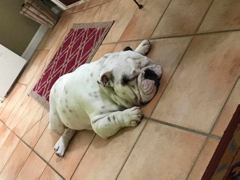 Briones Odie VII | Bulldog 