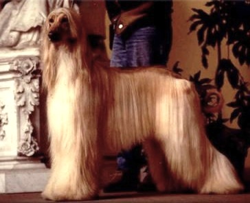 Boxadan Quartermaster | Afghan Hound 