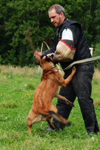 Zora ot Vitosha | Belgian Malinois 