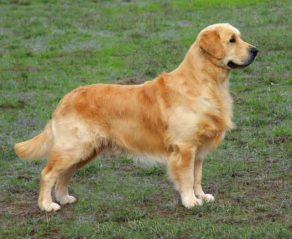 Turco de valudais | Golden Retriever 