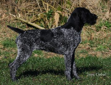 Xyla vom Liether-Moor | German Wirehaired Pointer 