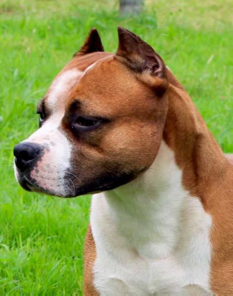 Hergutstaff Gold Line Quindos's | American Staffordshire Terrier 