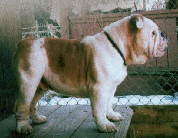 lav eipril avtoritet | Bulldog 