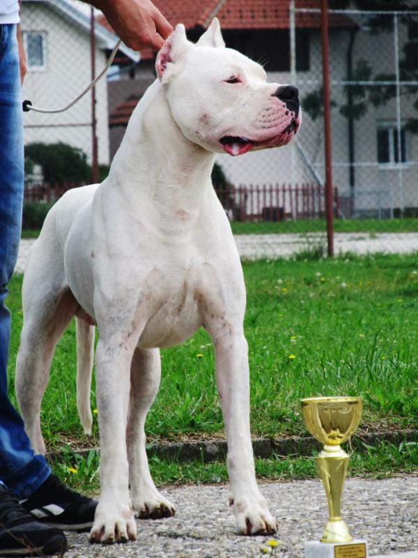 Legado de Artemis Constantino | Argentine Dogo 