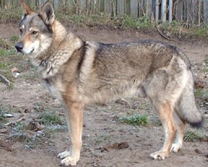 Amor van Goverwelle | Czechoslovakian Wolfdog 