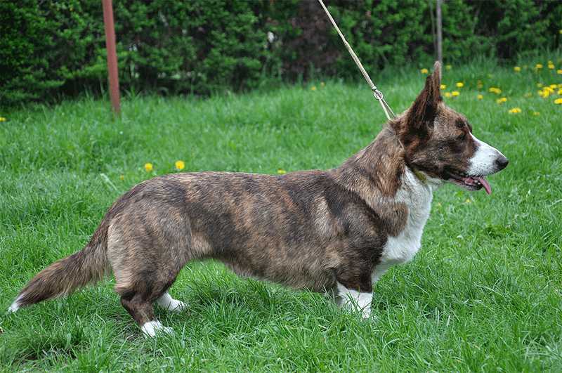 UNIKATKA FEST VIRGO VESTALIS | Cardigan Welsh Corgi 